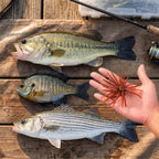 Kosopabul Sea Urchin Soft Lures – Floating TPR Creature Baits for Bass